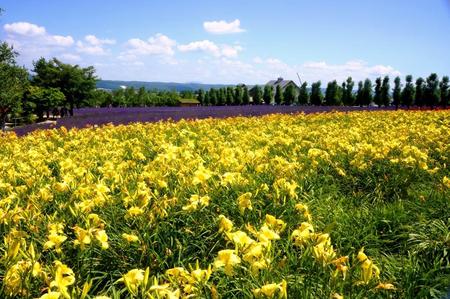 2012-7-25 富良野 007.jpg
